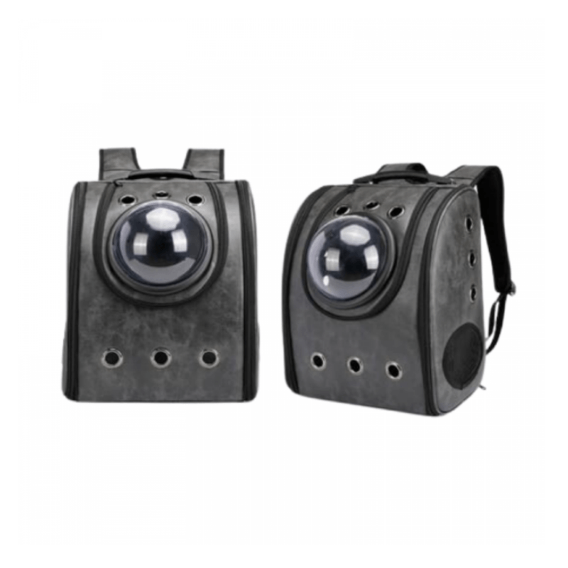 maletamorralgatosperros