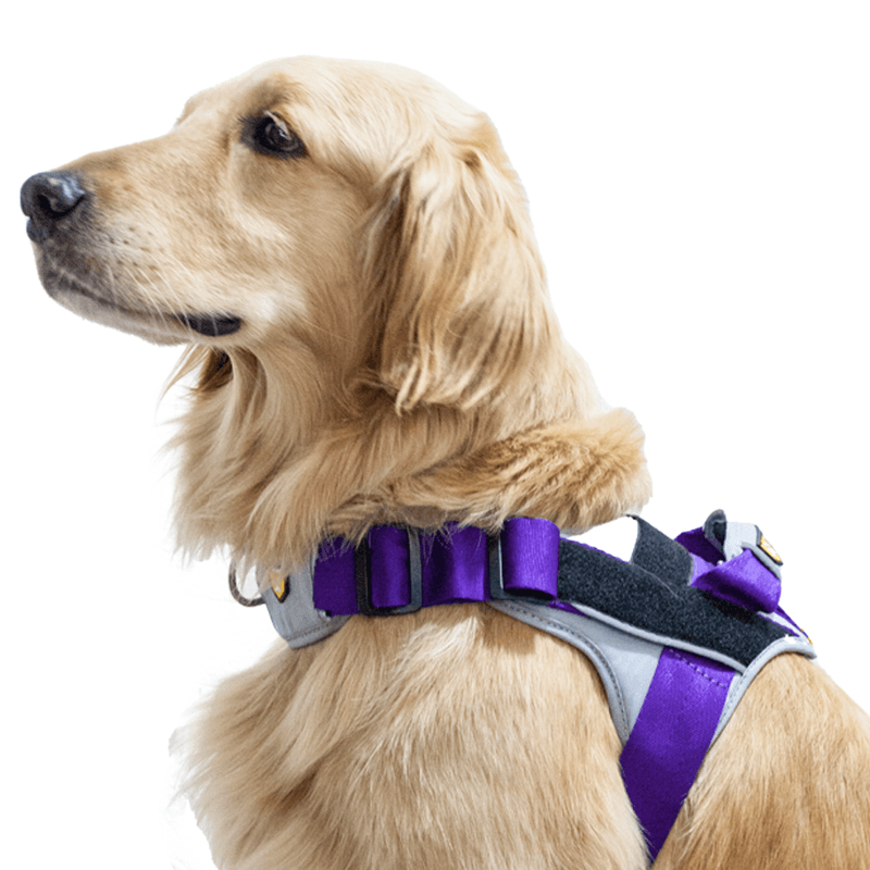 ARNES-PERRO-PASEADOR-S--VARIOS-COLORES-