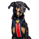 arenesperrofelcanpechera