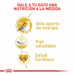 Royal-Canin-Alimento-Para-Gato-Sphynx-2-Kg--