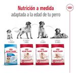 Royal Canin Alimento Para Perros Adultos Razas Medianas Etapas