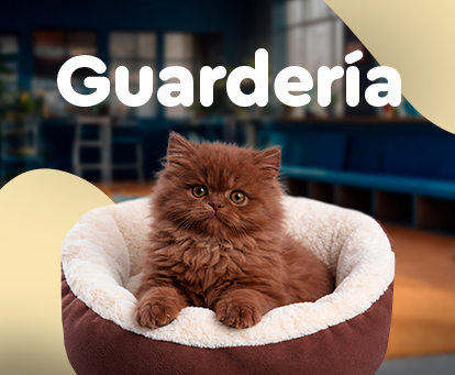 Guardería exclusiva para gatos con espacios seguros y cómodos